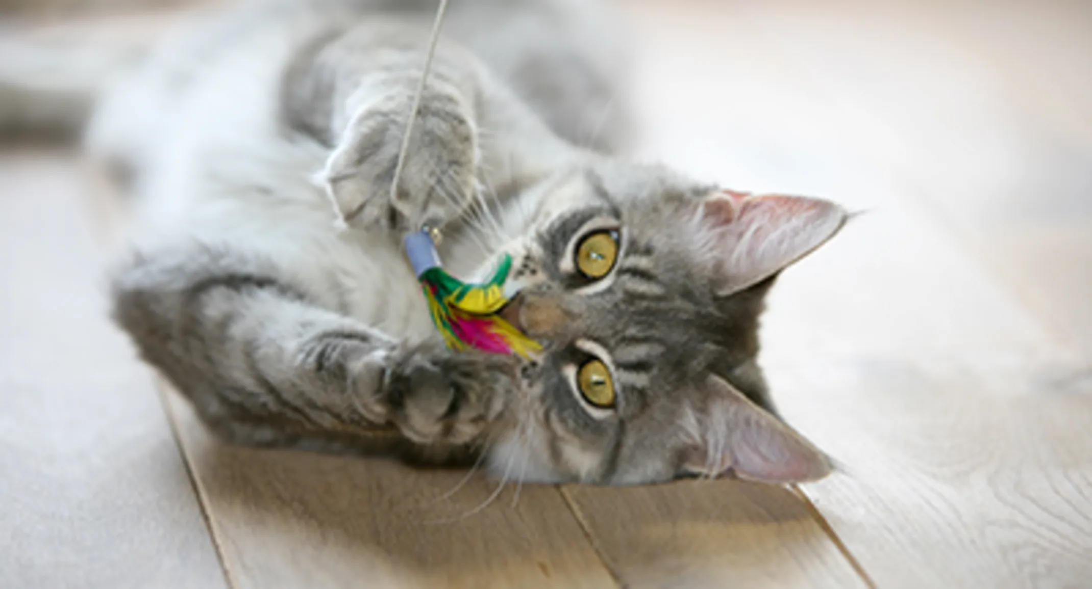 Cat playing with a toy 